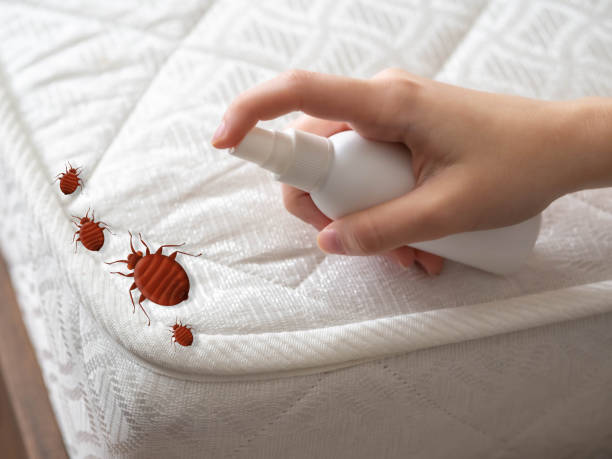 Best Bed Bug Extermination  in Orlovista, FL