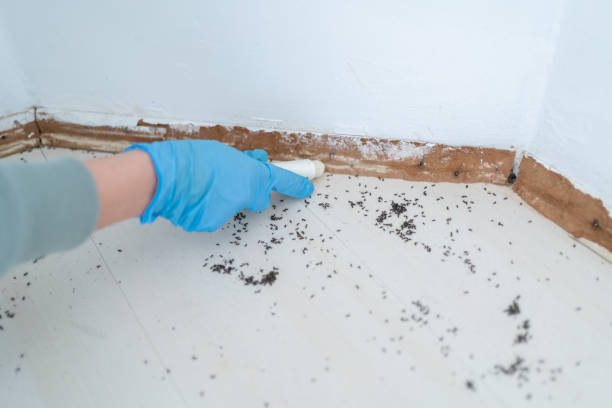 Best Wasp Removal Services  in Orlovista, FL